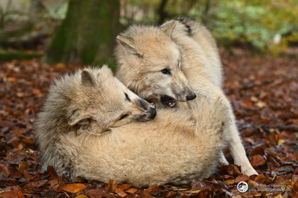 Polarwölfe Samu und Tani