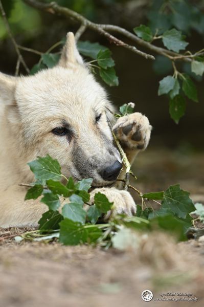 Polarwölfe Samu und Tani 